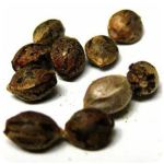 Семена марихуаны АК-47  (Seeds AK-47) в Кумертау